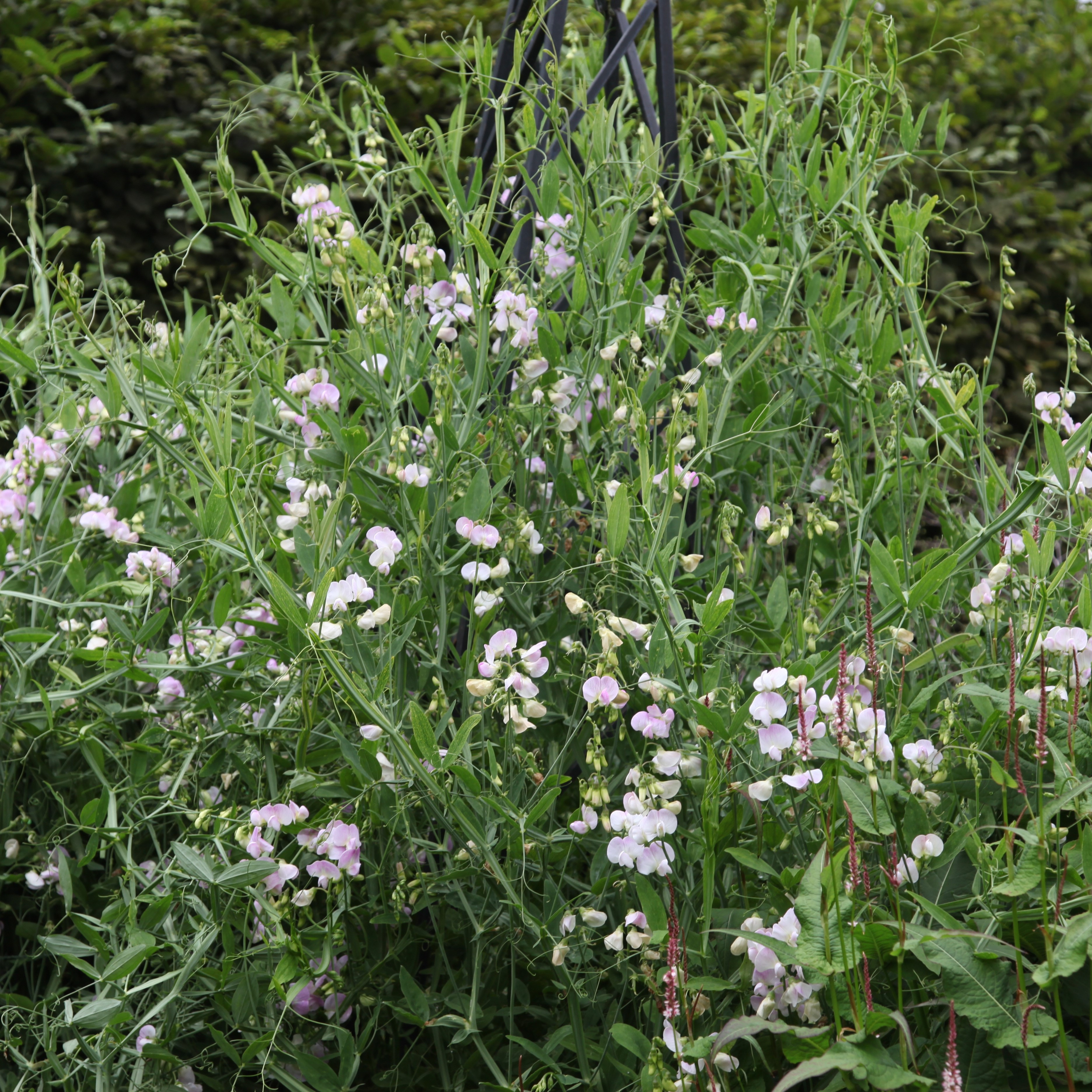 everlasting sweet pea (syn. Pink Pearl)