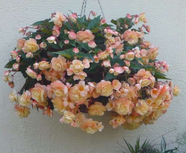 begonia tubers begonia tubers