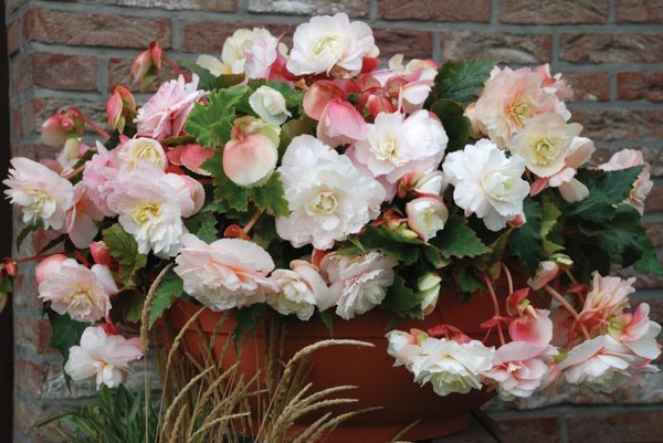 begonia tubers begonia tubers
