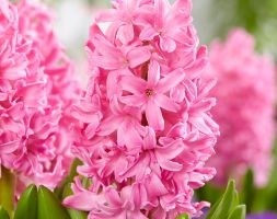 Hyacinthus orientalis 'Pink Pearl' (garden hyacinth bulbs)