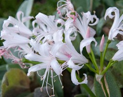 Nerine bowdenii 'Ella K' (Guernsey lily)
