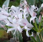 Nerine bowdenii 'Ella K'