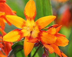 Crocosmia x crocosmiiflora 'Emily Mckenzie' (montbretia bulbs)