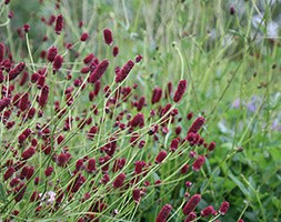 Sanguisorba officinalis 'Red Thunder' (burnet)