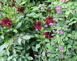 dahlia (syn. Nuit D'ete) bulbs