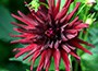 dahlia (syn. Nuit D'ete) bulbs