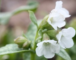 Pulmonaria 'Sissinghurst White' (lungwort)