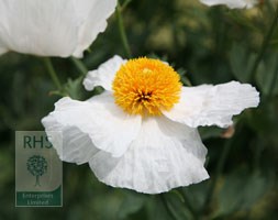 Romneya coulteri (tree poppy)