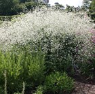 Crambe cordifolia