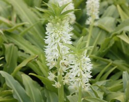 pineapple lily