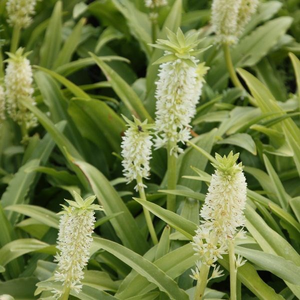 pineapple lily bulbs