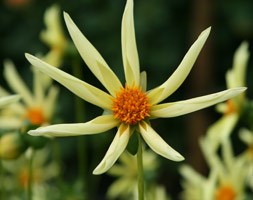 Dahlia 'Honka' (dahlia tuber)
