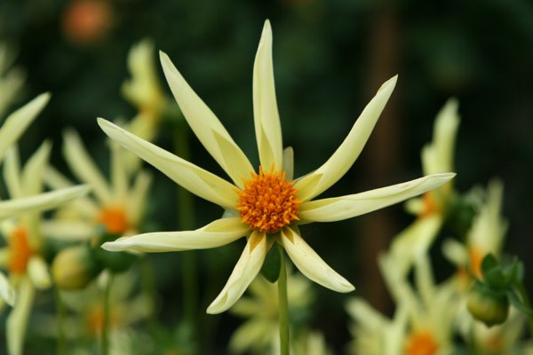 dahlia tuber dahlia tuber