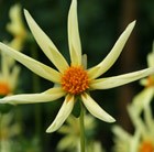 Dahlia Honka