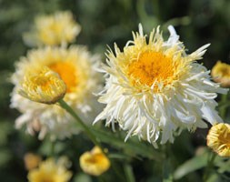 Leucanthemum x superbum 'Goldrausch' (PBR) (daisy)