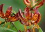 turkscap lily bulbs