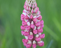 Lupinus 'The Chatelaine' (Band of Nobles Series) (lupin)