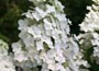 hydrangea