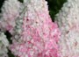 hydrangea