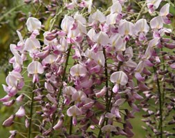 Japanese wisteria