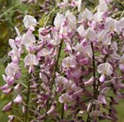 Japanese wisteria