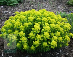 Euphorbia palustris (spurge)