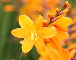 Crocosmia × crocosmiiflora ‘George Davison’