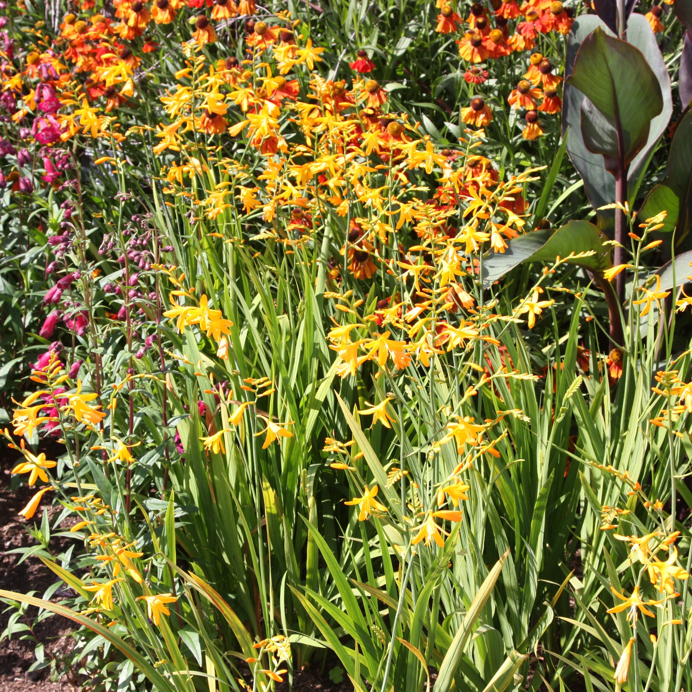 montbretia bulbs