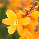 montbretia