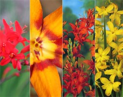 Crocosmia collection