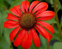 coneflower