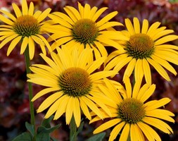 coneflower
