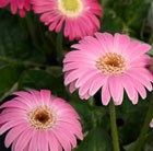 gerbera