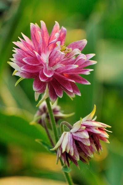 Aquilegia Nora Barlow Aquilegia Nora Barlow
