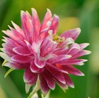 Aquilegia vulgaris var. stellata Nora Barlow (Barlow Series)
