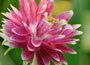 Aquilegia Nora Barlow