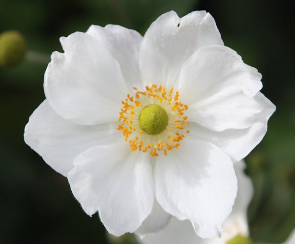 Japanese anemone Japanese anemone