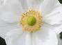 Japanese anemone
