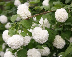 snowball tree (syn. Sterile)