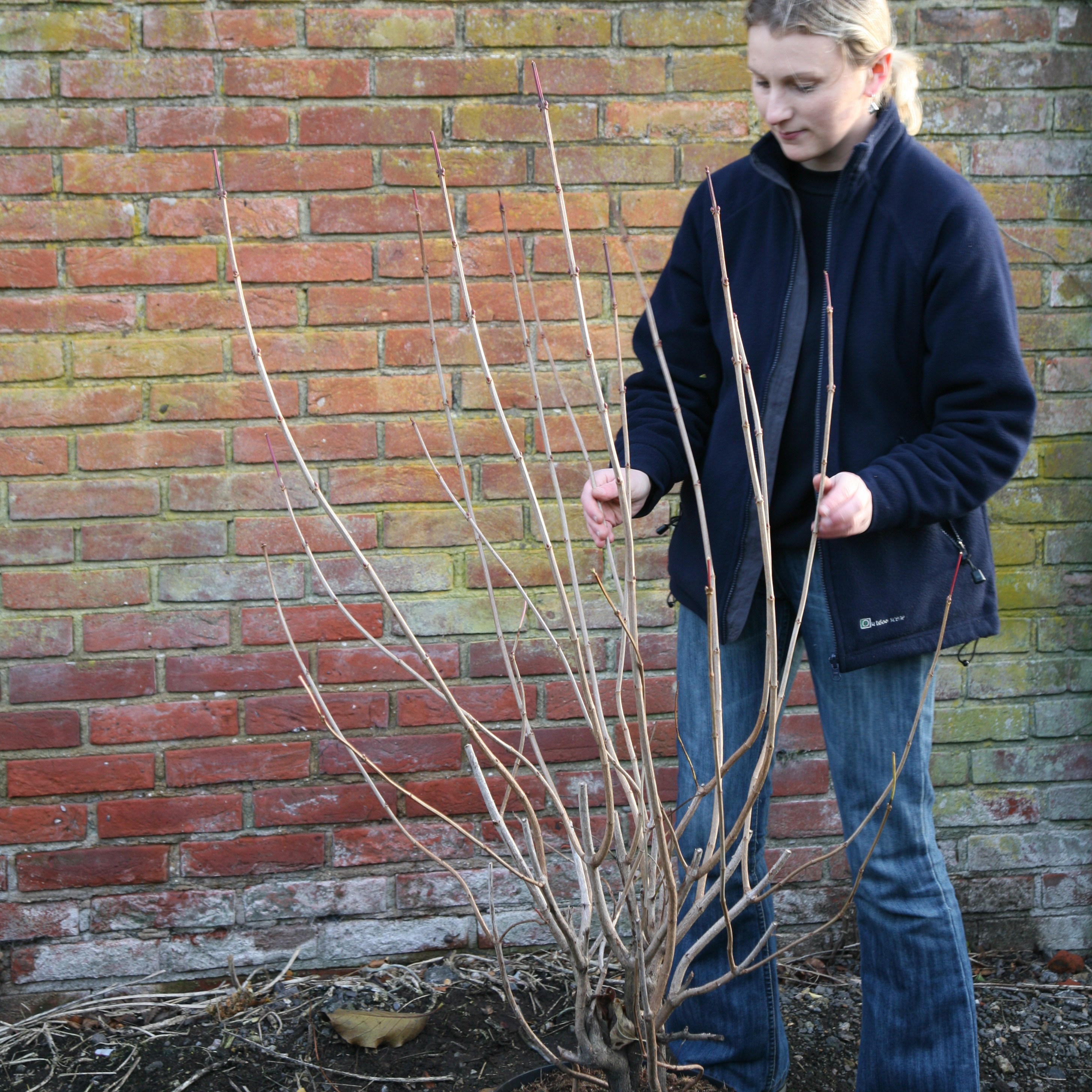 snowball tree (syn. Sterile)