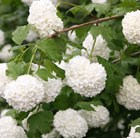 snowball tree (syn. Sterile)