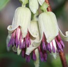 clematis