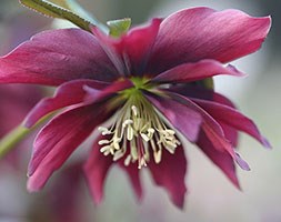 Lenten Rose hellebore