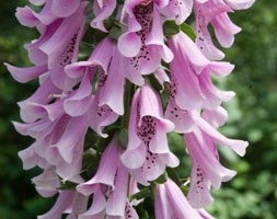 orchid foxglove