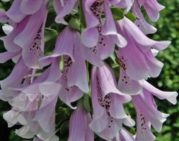 orchid foxglove