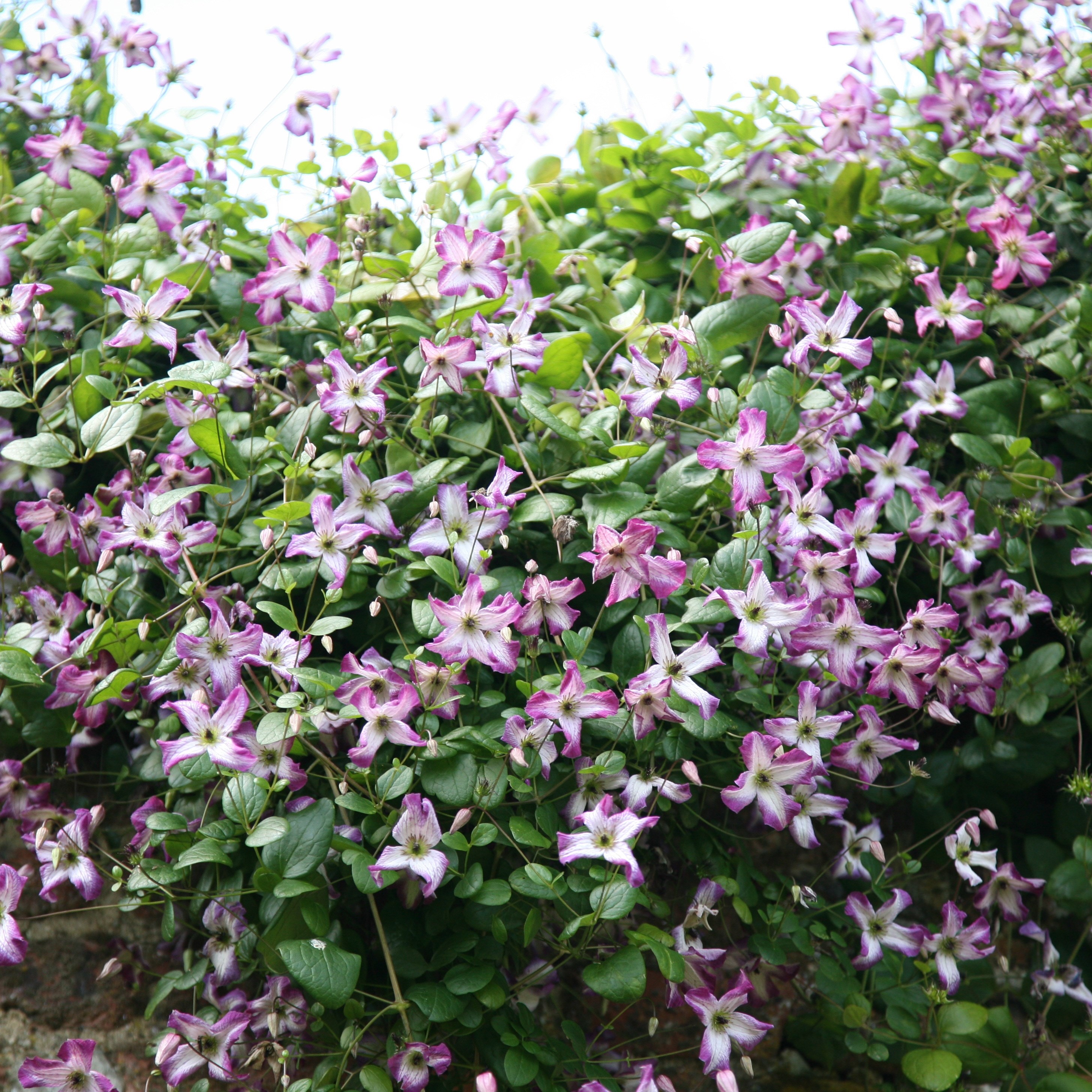 Clematis (group 3)