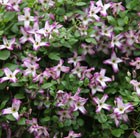 Clematis (group 3)