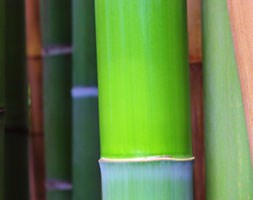 Phyllostachys bissetii (bamboo)