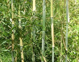 bamboo