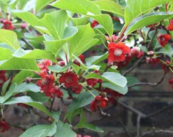 Schisandra